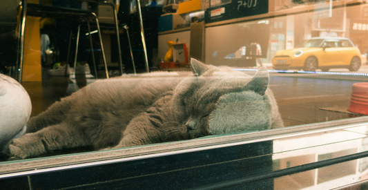 How to Travel With Your Cat: A Complete Car Safety and Comfort Guide - Wander Paws