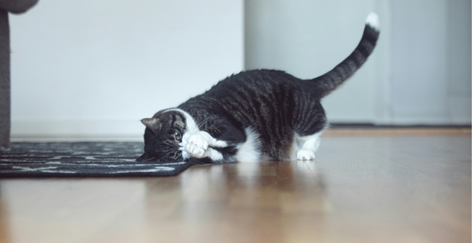 What Is the Best Age to Start Harness Training Your Kitten? - Wander Paws