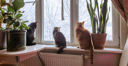 Why Does My Cat Have Behavioral Problems? Understanding the 75% of Cats Affected - Wander Paws