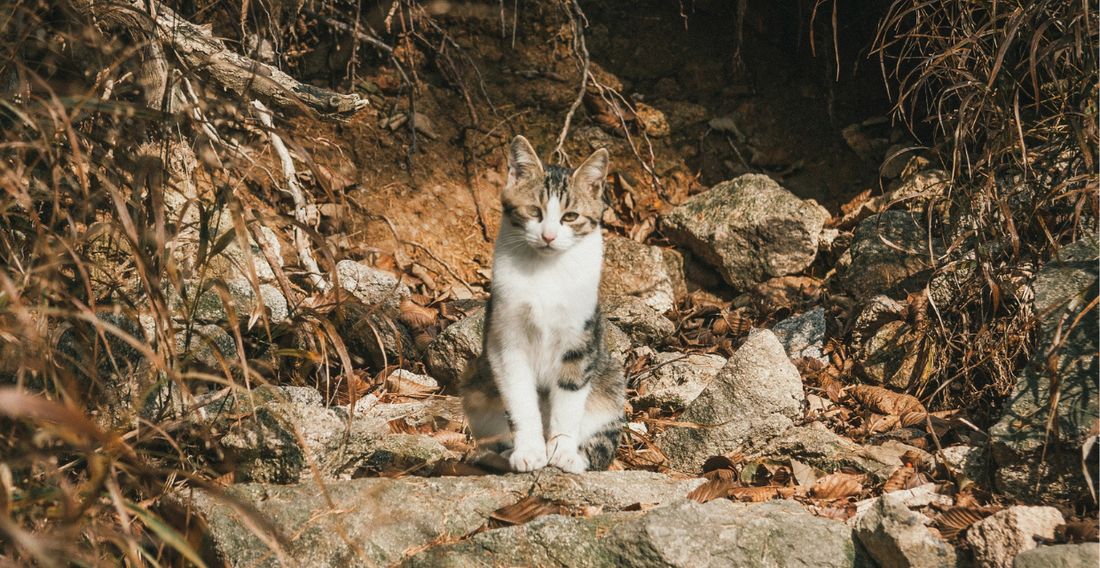 First-Time Cat Hiking: A Complete Beginner's Roadmap from Backyard to Trail - Wander Paws