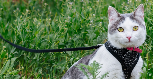 5 Essential Safety Tips for Taking Your Cat Outside for the First Time - Wander Paws