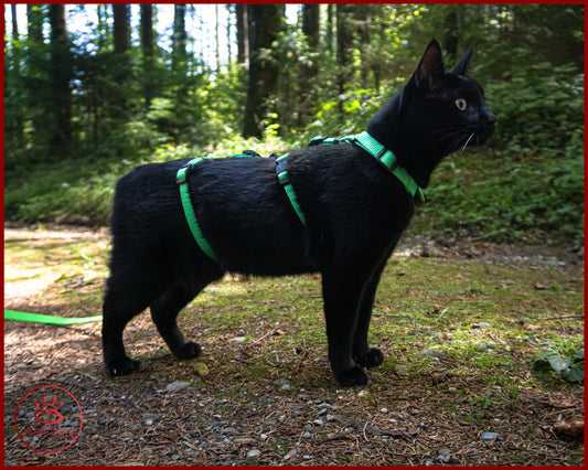 How Tight Should a Cat Harness Be? The Perfect Fit Guide - Wander Paws