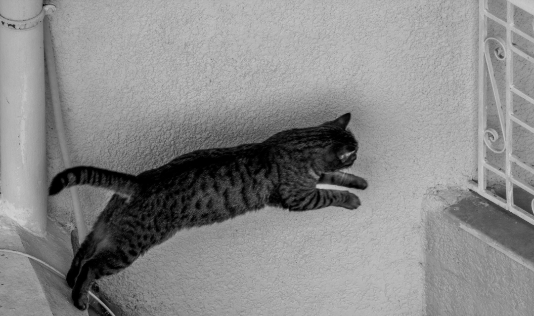 How Much Exercise Does Your Cat Really Need? The 30-Minute Daily Rule Explained - Wander Paws