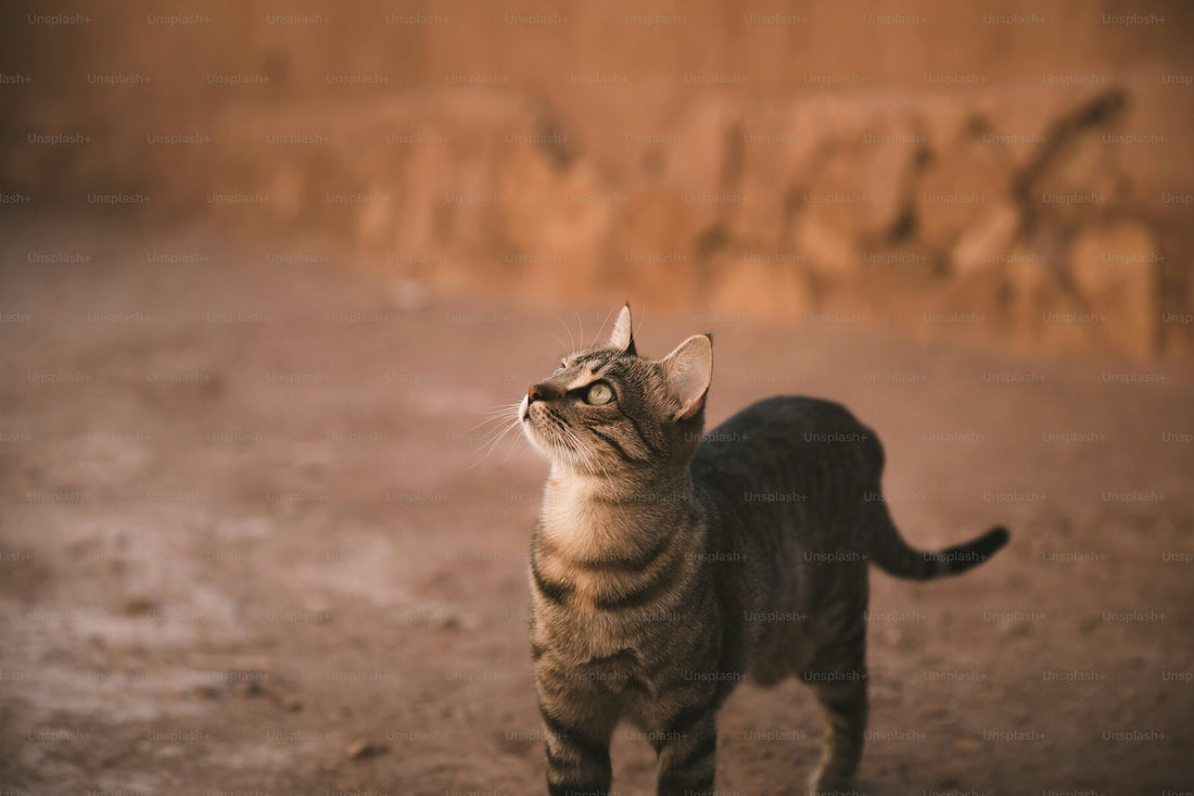 What Are the Risks of Letting Cats Outside? A Science-Backed Analysis - Wander Paws