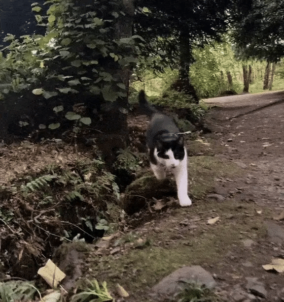 Harness Training Your Cat for City Life: A Complete Step-by-Step Guide - Wander Paws