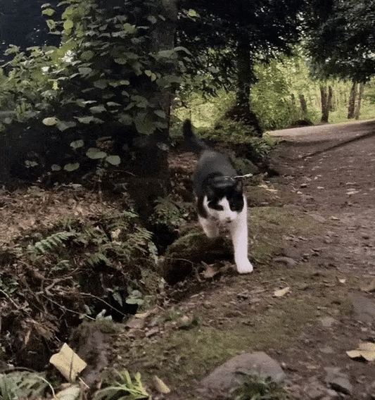 Harness Training Your Cat for City Life: A Complete Step-by-Step Guide - Wander Paws