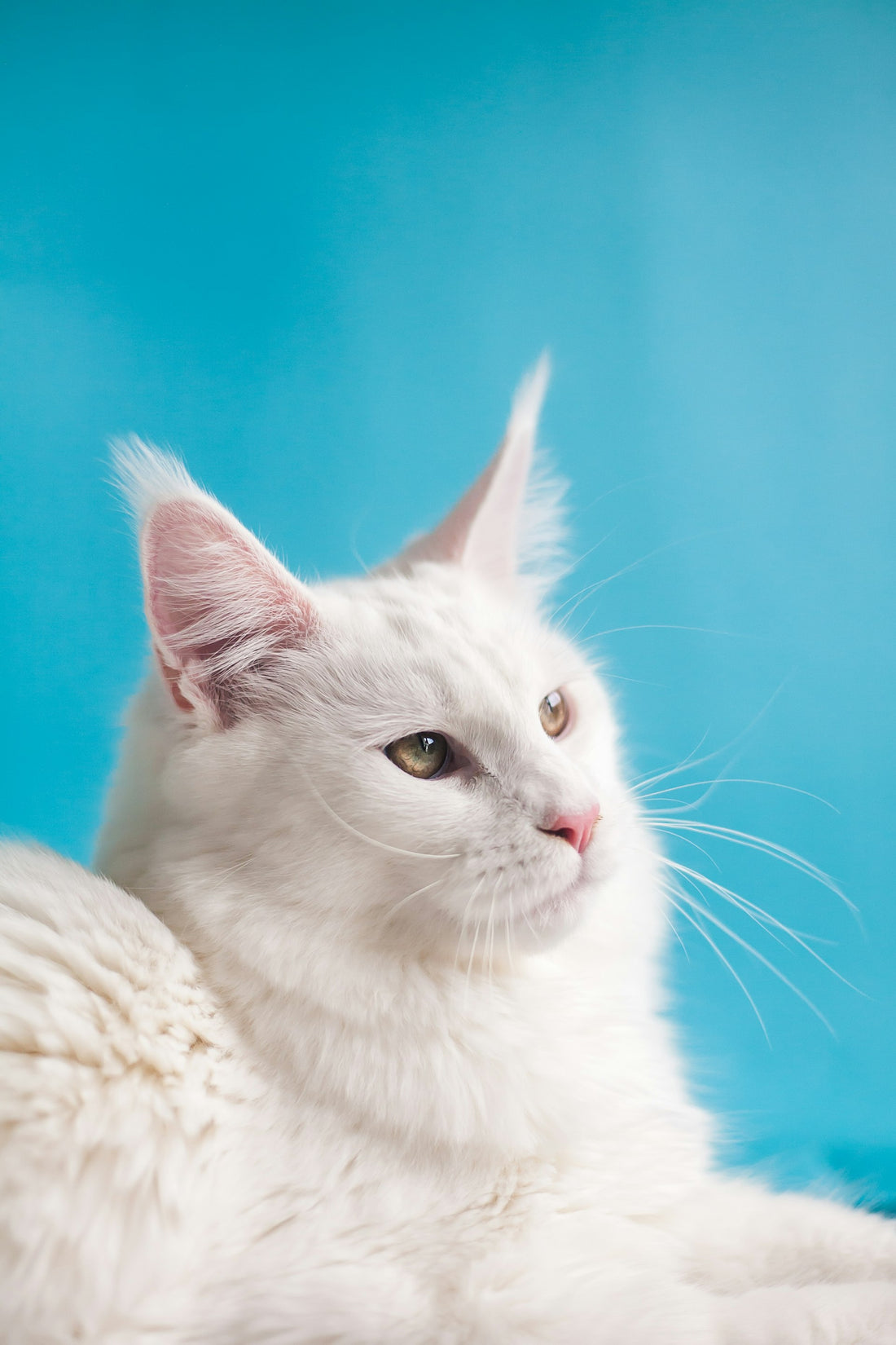 How Outdoor Time Can Prevent Cat Obesity: The Science Behind Exercise and Weight Loss - Wander Paws