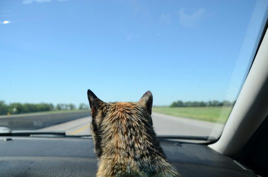 How to Prepare Your Cat for a Weekend Road Trip: A Checklist - Wander Paws