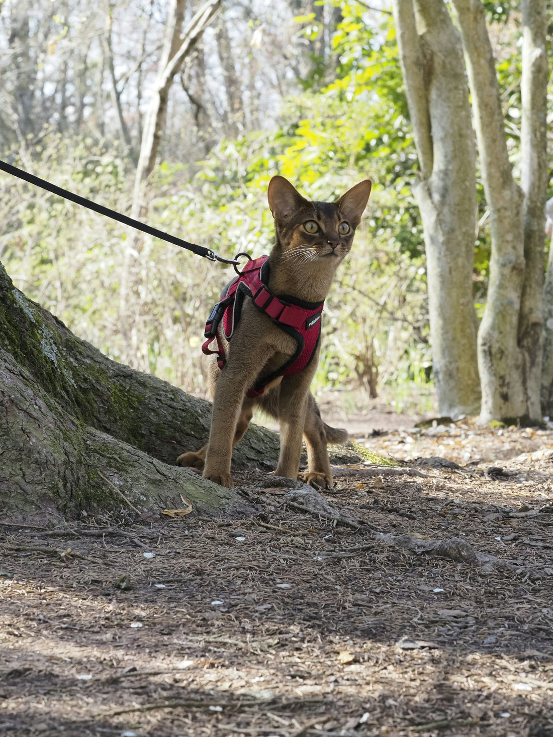 My Cat Hates the Harness: 7 Tips to Make Training Easier - Wander Paws