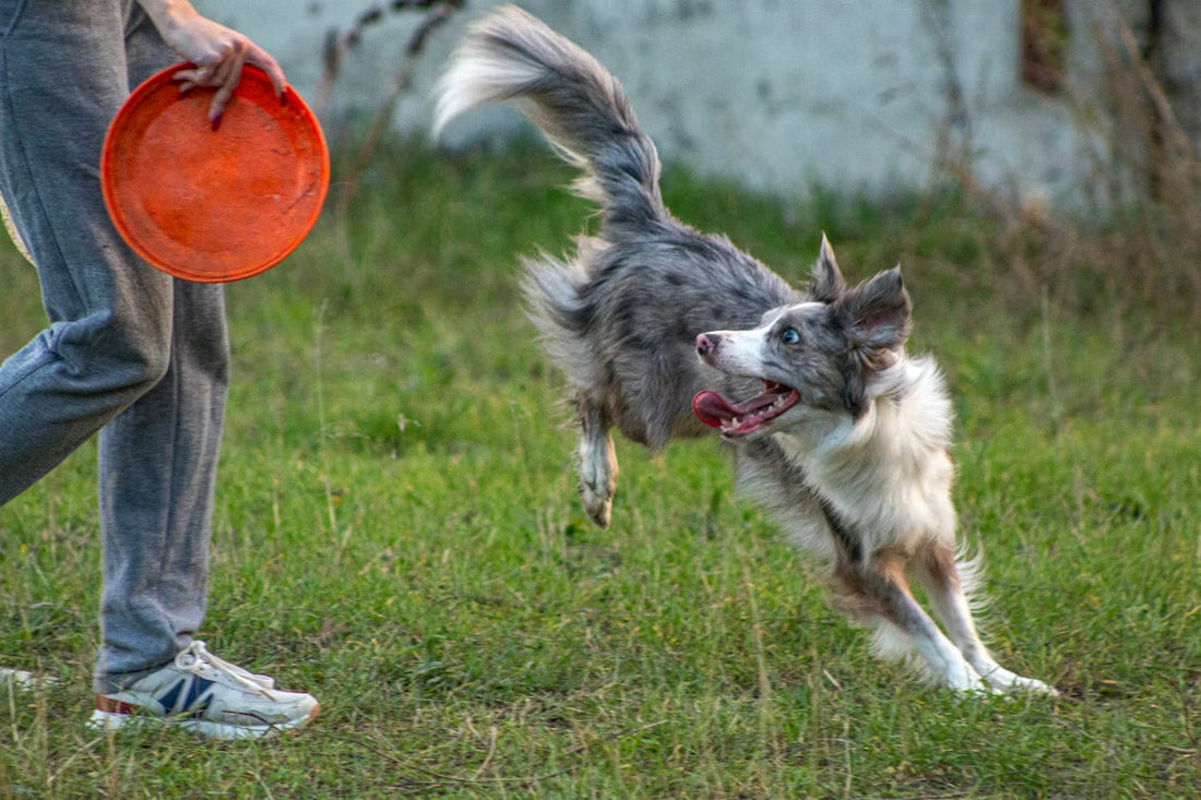 Off-Leash Training: A Step-by-Step Guide for Reliable Dog Recall - Wander Paws