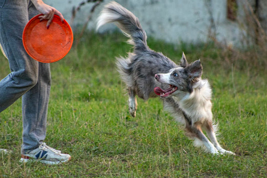 Off-Leash Training: A Step-by-Step Guide for Reliable Dog Recall - Wander Paws