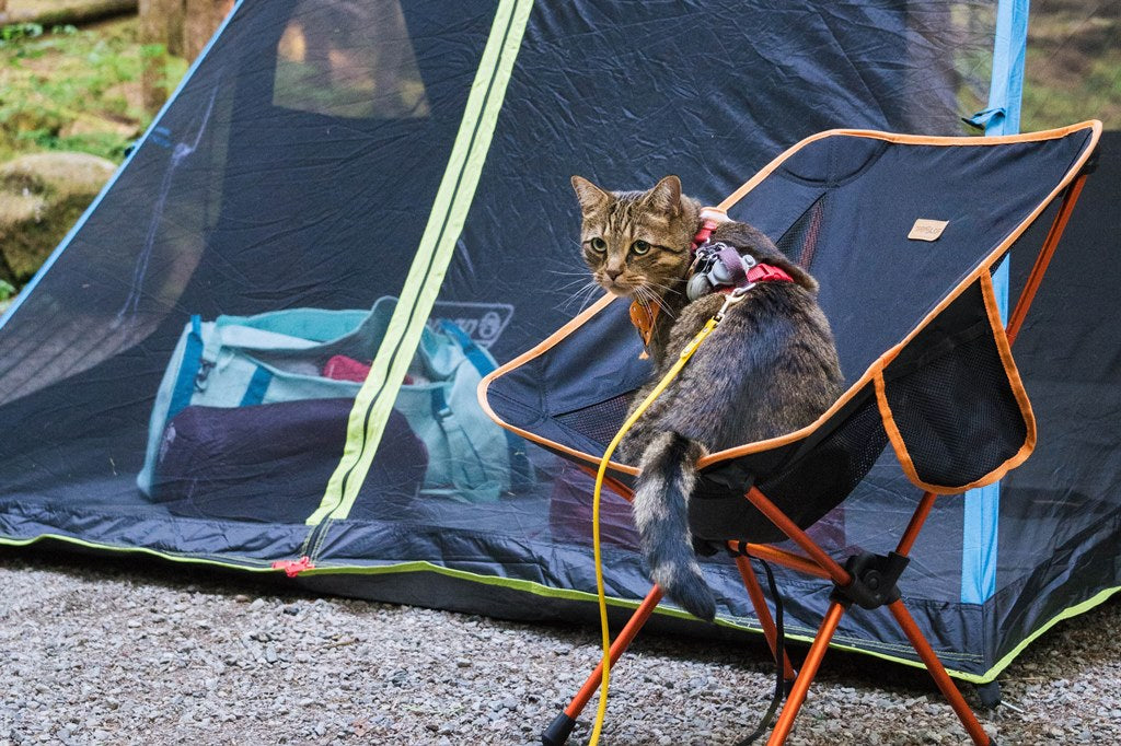 Can Cats Enjoy Camping? A Guide to Outdoor Adventures With Your Feline Friend - Wander Paws