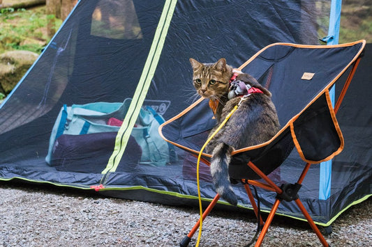 Can Cats Enjoy Camping? A Guide to Outdoor Adventures With Your Feline Friend - Wander Paws