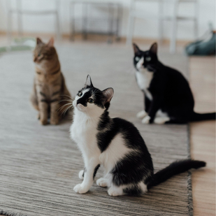 Track Multiple Pets from One App