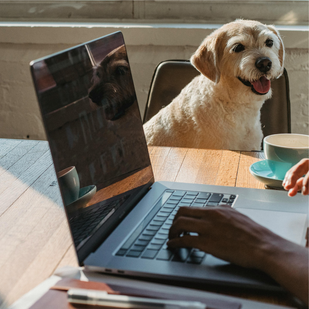 Monitor Pets from Anywhere