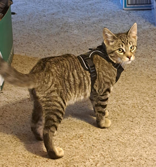 Get Location Instantly When Lost