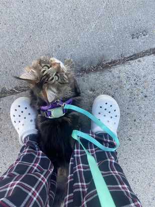 Let Pets Explore Safely with Peace of Mind